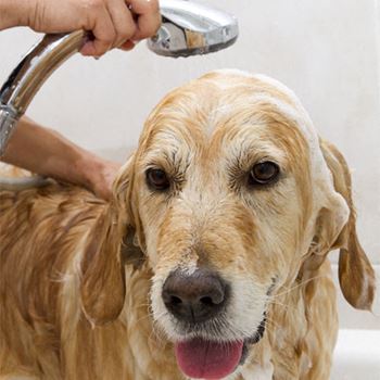 Dog being bathed in apartment bathtub
